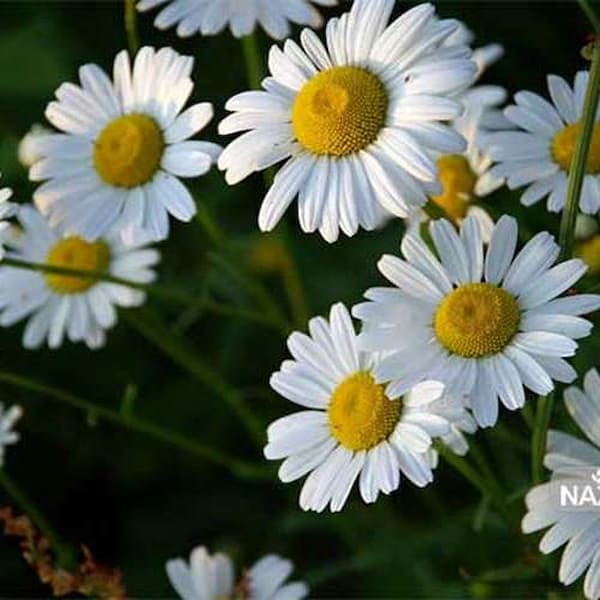تصویر 5 از قیمت خرید بابونه دارو گیاهی عمده به صرفه و ارزان